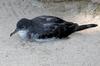 Wedge-tailed Shearwater (Puffinus pacificus)