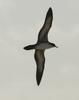 Wedge-tailed Shearwater (Puffinus pacificus) in flight