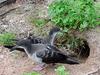 Wedge-tailed Shearwater (Puffinus pacificus) at burrow