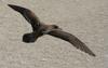 Wedge-tailed Shearwater (Puffinus pacificus) in flight