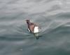 Buller's Shearwater (Puffinus bulleri) - Wiki