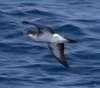 Audubon's Shearwater (Puffinus lherminieri) in flight