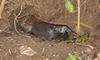 Audubon's Shearwater (Puffinus lherminieri) chick