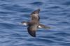 Audubon's Shearwater (Puffinus lherminieri) - Wiki