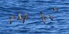 Galapagos Shearwater (Puffinus subalaris) - Wiki