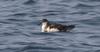 Manx Shearwater (Puffinus puffinus) floating