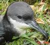 Newell's Shearwater (Puffinus newelli) - Wiki