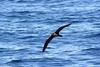 Flesh-footed Shearwater (Puffinus carneipes) - Wiki