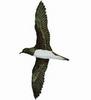 Tahiti Petrel (Pseudobulweria rostrata) - Wiki