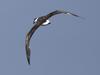 Gadfly Petrel (Genus: Pterodroma) - Wiki