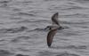 De Filippi's Petrel (Pterodroma defilippiana) - Wiki