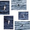 Galapagos Petrel (Pterodroma phaeopygia) - Wiki