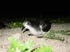 Bonin Petrel (Pterodroma hypoleuca) - Wiki