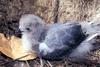 Bonin Petrel (Pterodroma hypoleuca) chick