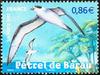 Barau's Petrel (Pterodroma baraui) - Wiki