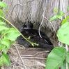 Phoenix Petrel (Pterodroma alba) - Wiki