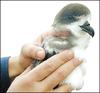 Bermuda Petrel (Pterodroma cahow) - Wiki