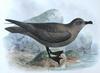 Great-winged Petrel (Pterodroma macroptera) - Wiki