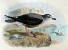 Mottled Petrel (Pterodroma inexpectata) - Wiki