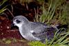 Mottled Petrel (Pterodroma inexpectata)