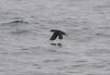 Diving Petrel (Family: Pelecanoididae, Genus: Pelecanoides) - Wiki