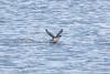 Common Diving Petrel (Pelecanoides urinatrix) - Wiki