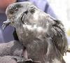 Ashy Storm-petrel (Oceanodroma homochroa) - Wiki