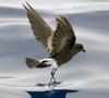 Wilson's Storm-petrel (Oceanites oceanicus) - Wiki