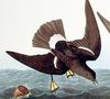 Storm-petrel (Family: Hydrobatidae) - Wiki