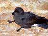 European Storm-petrel (Hydrobates pelagicus) - Wiki