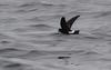 Wilson's Storm-petrel (Oceanites oceanicus) in flight