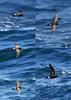 Eliott's Storm-petrel (Oceanites gracilis galapagoensis) in flight