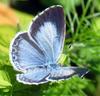 Holly Blue Butterfly (Celastrina argiolus) - Wiki