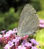 Holly Blue Butterfly (Celastrina argiolus) bottom
