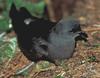 Leach's Storm-petrel (Oceanodroma leucorhoa) - Wiki