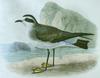 White-faced Storm-petrel (Pelagodroma marina) - Wiki