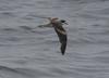 Hornby's Storm-petrel (Oceanodroma hornbyi) - Wiki