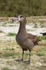 Black-footed Albatross (Phoebastria nigripes) - Wiki