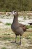Black-footed Albatross (Phoebastria nigripes) - Wiki