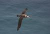 Amsterdam Albatross (Diomedea amsterdamensis) in flight