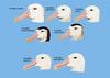 Great Albatrosses (Genus: Diomedea) - Wiki