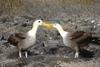 Waved Albatross (Phoebastria irrorata) pair