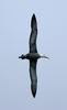 Waved Albatross (Phoebastria irrorata) in flight