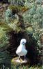 Atlantic Yellow-nosed Albatross (Thalassarche chlororhynchos) - Wiki
