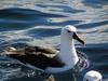 Atlantic Yellow-nosed Albatross (Thalassarche chlororhynchos) floating