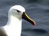 Indian Yellow-nosed Albatross (Thalassarche carteri) - Wiki