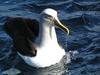 Buller's Albatross (Thalassarche bulleri) - Wiki