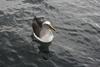 Buller's Albatross (Thalassarche bulleri) floating