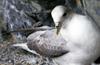 Fulmarine petrel (Family: Procellariidae) - Wiki