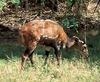 Bushbuck (Tragelaphus scriptus) - Wiki